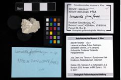 NHMW-GEO-2007z0149-0432_Ol_01.tifLemacola jenniferae (Robins, Feldmann, Schweitzer & Bonde, 2016)  (NHMW-GEO-2007z0149-0432)